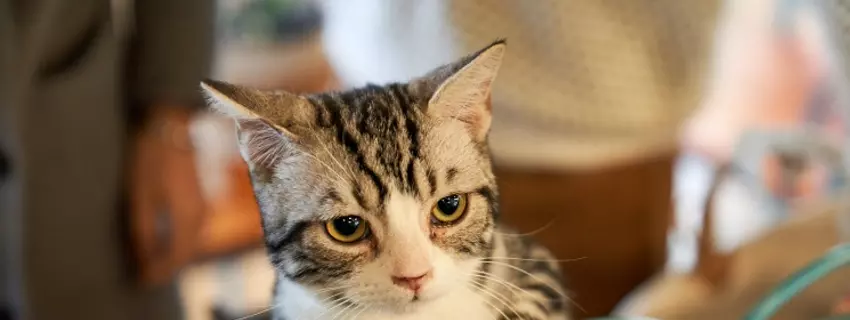 Katze American Shorthair kaufen -  Was sie wissen sollten