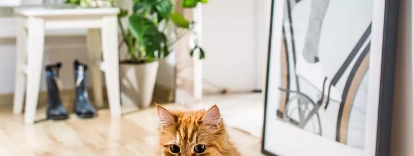 Katzen Schalentoiletten kaufen: Wissenswertes zum kauf einer Schalentoilette 