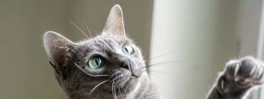 Katze Tonkanese kaufen - Den richtigen Begleiter finden