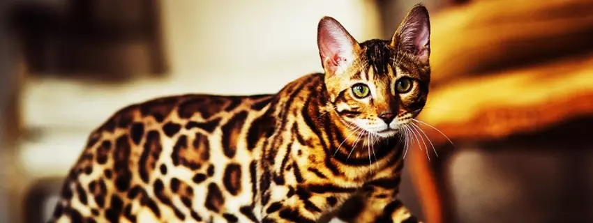 Bengal Katze kaufen