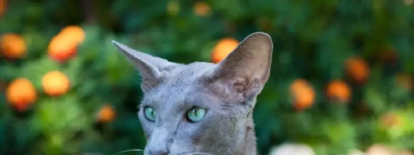 Katzenspielzeug auswählen: Was muss man beachten?