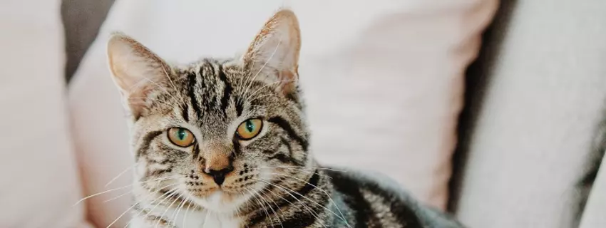 Katze American Bobtail Longhair kaufen – Der faszinierende Vierbeiner mit dem kurzen Schwanz