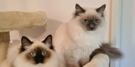 Ragdoll Kitten mit Stammbaum abholbereit ansehen