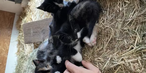 Süße Katzenbabys Katzenkinder ansehen