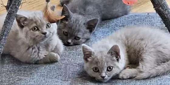 4 BKH Kitten in Fawn und Blau dürfen Ausziehen ansehen