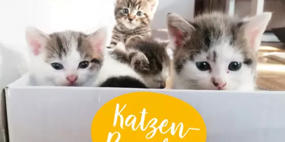 Katzenbabys, Kitten, Kätzchen ansehen