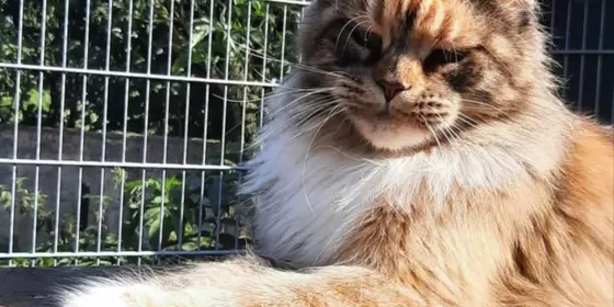 Maine Coon Kastraten mit Stammbaum ansehen