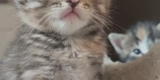 Maine Coon Mix Babies  ansehen