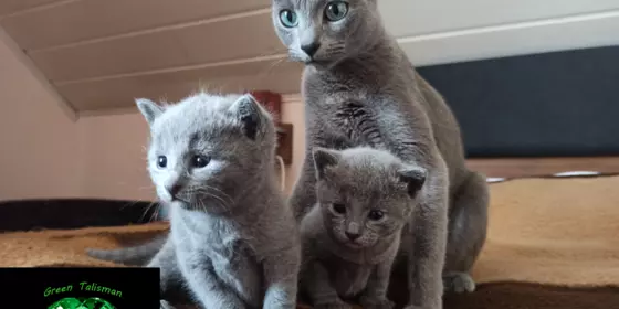 Kitten Russisch Blau, reinrassig und wunderschön, mit Stammbaum ansehen