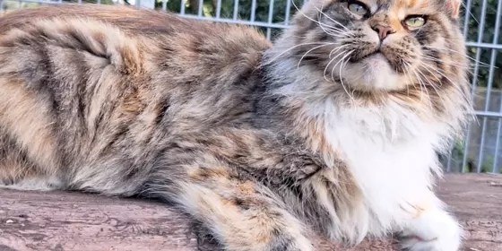 Maine Coons mit Stammbaum ansehen