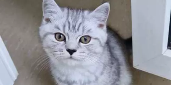 Reinrassige Britisch Kurzhaar Kitten ansehen
