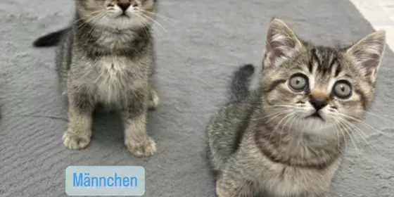 BKH Kitten (Abgabebereit) ansehen