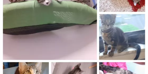 Mix MainCoon+ EKH kitten sind bereit  ansehen