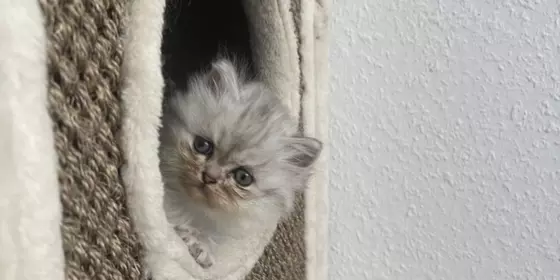 Kitten suchen neues zu Hause ansehen