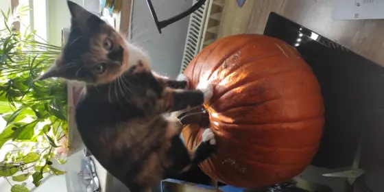 Main Coon Mix Kitten  ansehen