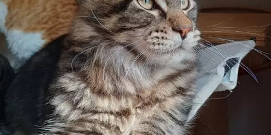 Maine Coon Jungtiere aus langjähriger Zucht  ansehen