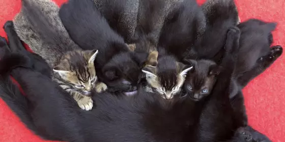 Britisch Kurzhaar, Kitties, Katzenbabys aus liebevoller Hand in liebevoller Hand ansehen