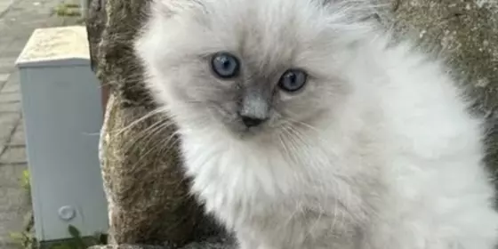 Reinrassige Ragdoll Kitten ansehen