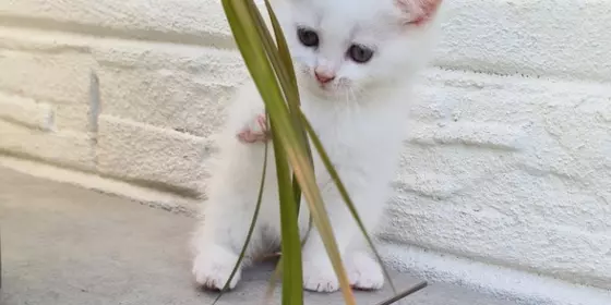 Angora mix Kätzchen ansehen