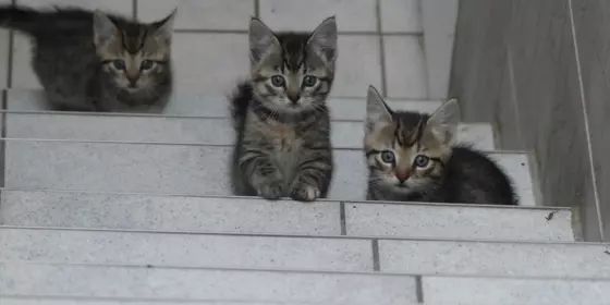 Katzen Babys ansehen