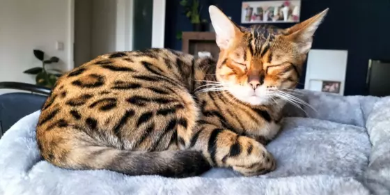 Niedliche Bengalkatze mit weichem Fell sucht Zuhause ansehen