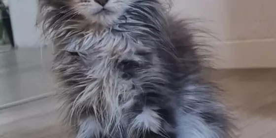 Maine coon kitten  ansehen