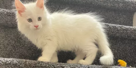 Maine Coon Kitten weiß ansehen