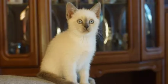 Kätzchen, Kitten, Katzenbaby in Blue-Point und Blau ansehen