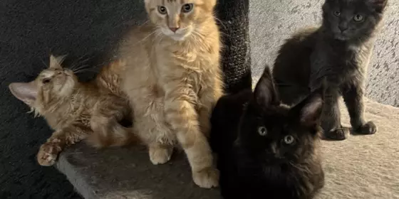 Maine Coon Kitten mit Stammbaum ansehen