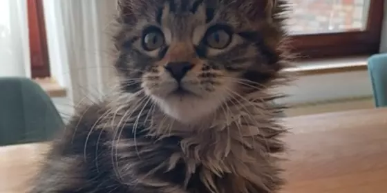 Maine Coon Kitten - noch 2  zu vergeben, katze und kater ansehen