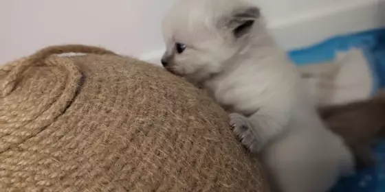 Ragdoll Kitten Kätzchen  ansehen