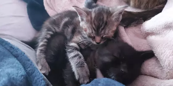 2 Süsse Katzenbabys ansehen