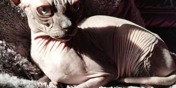 Canadian Sphynx sucht liebevolles zu Hause ansehen