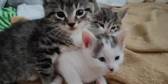 3 süße Kitten  ansehen