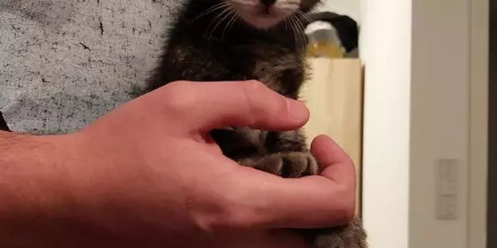 Handaufzucht Kitten sucht zu Hause ansehen