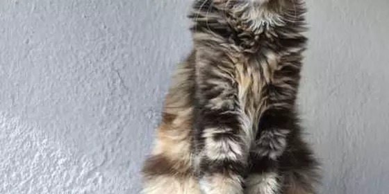 Mainecoon mit Stammbaum ansehen