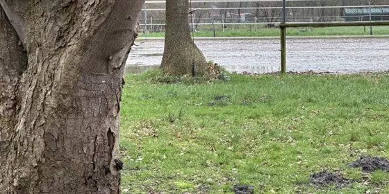 2 kleine Kätzchen suchen ein liebevolles Zuhause  ansehen