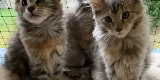 Maine Coon Kitten  ansehen