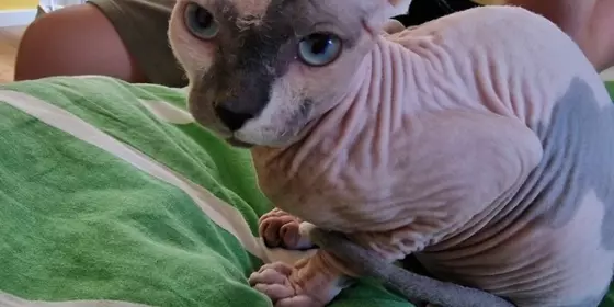 Sphynx-Kater  ansehen