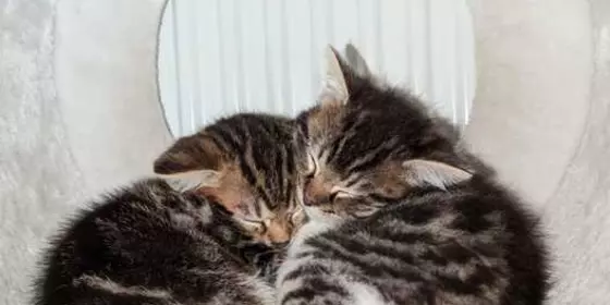 4 Kitten abzugeben  ansehen