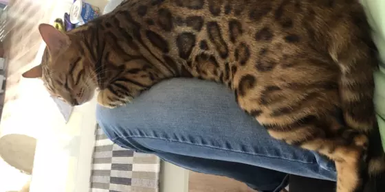 Bengal Katze mit Perfekten Rosetten  ansehen