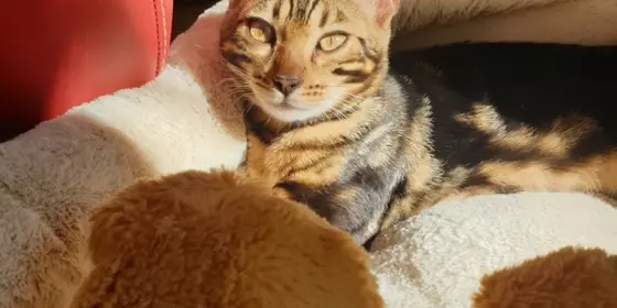 Bengal Marmor Rassen Katze mit Stammbaum ansehen