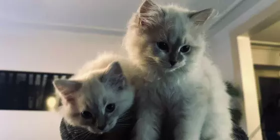 Wunderschöne Reinrassige Ragdoll Kitten ansehen