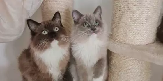 Zuhause gesucht für immer, Ragdolls in Seal/Blue Sepia  ansehen