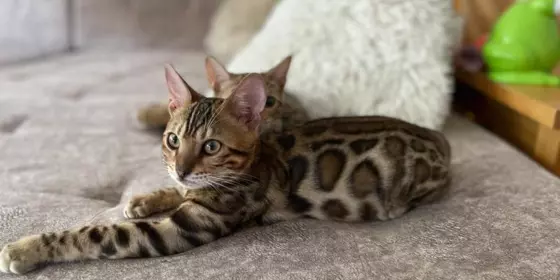 Bengal Katzen mit Zubehör abzugeben ansehen