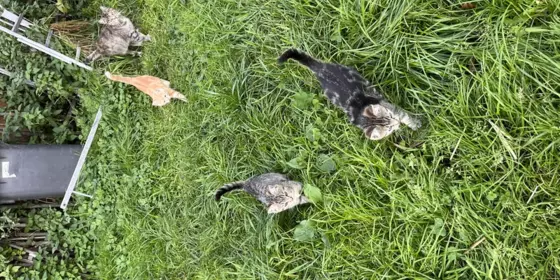 3 Kleine Kater  ansehen