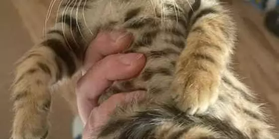 Bengal Kitte Kätzchen mit Kratzbaum Futter etc ansehen