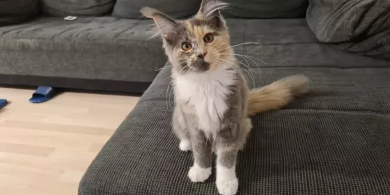 Maine Coon Mädchen ansehen