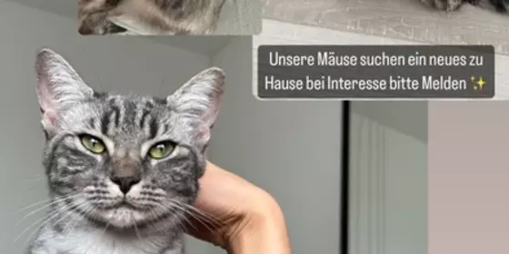 Ekh/Bkh Katzen ansehen