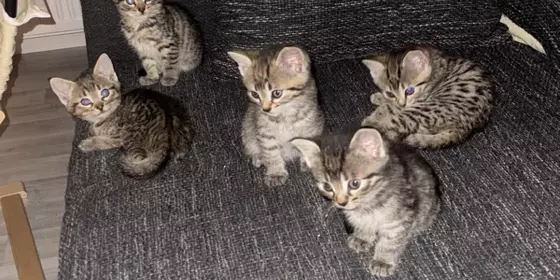 Kitten europäische Kurzhaar  ansehen